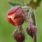 Super Geum Rivale Seeds Pcs 25 Benoite Des Ruisseaux Water Avens