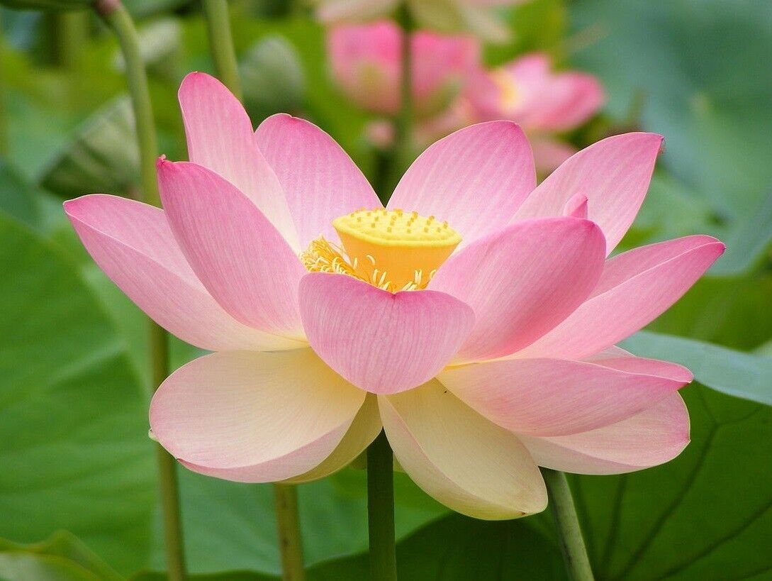 Super Sacred Water Lily Seeds Pcs 4 Asian Rose Lotus Nelumbo Nucifera Rosea