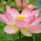 Super Sacred Water Lily Seeds Pcs 4 Asian Rose Lotus Nelumbo Nucifera Rosea