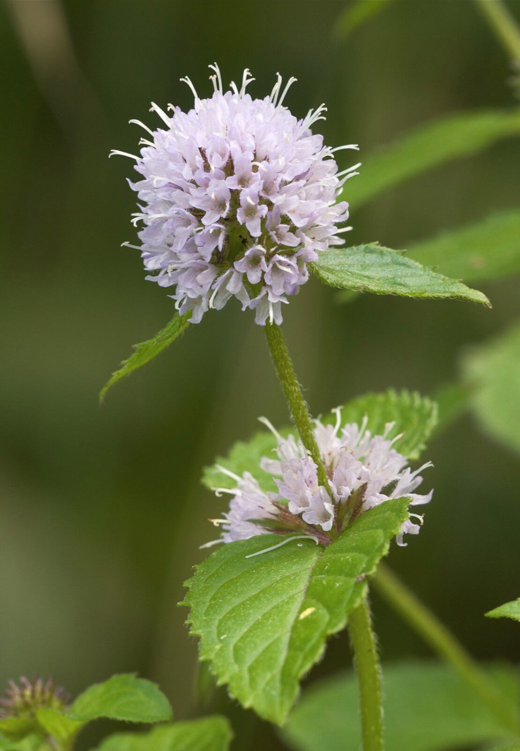 Super Mentha Aquatica Seeds Pcs 25 Water Mint