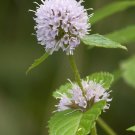 Super Mentha Aquatica Seeds Pcs 25 Water Mint