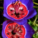 Super Wine Cup Rare Seeds Pcs 3 Wine Cup Geissorhiza Radians