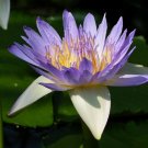 Super Nymphaea Caerulea Seeds Pcs 8 Egyptian Blue Water Lily