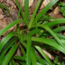 Super Greater Wood Rush Seeds Pcs 25
