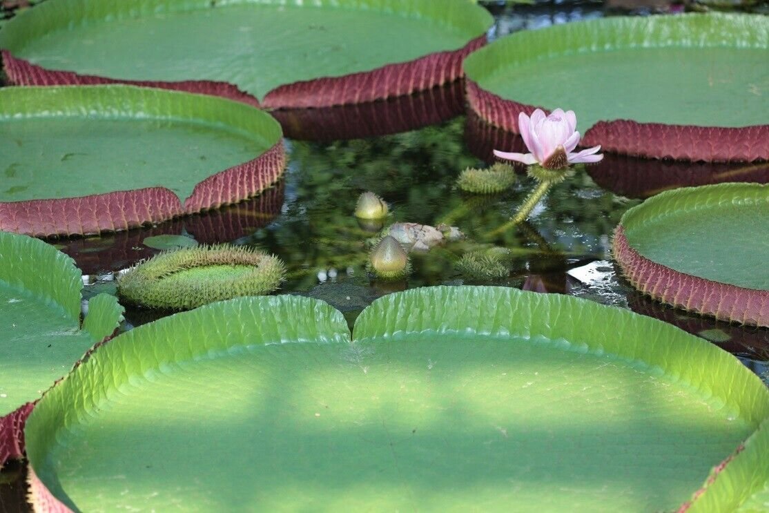 Super Amazon Water Lily Rare Seeds Pcs 2 Nenuphar Giant Victoria Amazonica