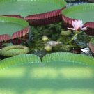 Super Amazon Water Lily Rare Seeds Pcs 2 Nenuphar Giant Victoria Amazonica