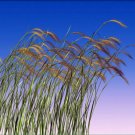 Super Wild Rye Of Canada Seeds Pcs 80 Elymus Canadensis