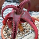 Super Octopus Aloe Rare Seeds Pcs 8 Aloe Vanbalenii