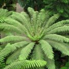 Super Dicksonia Antarctica Seeds Pcs 100 Tasmania Tree Fougere Sporescent