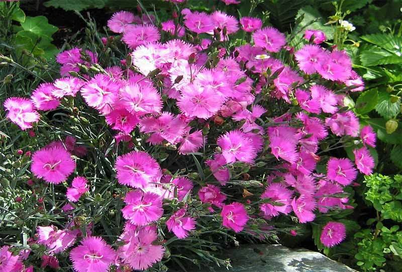 Super Dianthus Gratianopolitanus Grandiflorus Seeds Pcs 15 Carnation Sweets