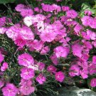 Super Dianthus Gratianopolitanus Grandiflorus Seeds Pcs 15 Carnation Sweets