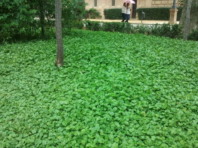Super Dichondra Repens Seeds Pcs 500 Californian Lawn No Mow Kidney Weed