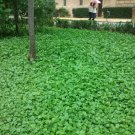 Super Dichondra Repens Seeds Pcs 500 Californian Lawn No Mow Kidney Weed