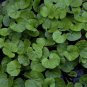 Super Dichondra Repens Seeds Pcs 500 Californian Lawn No Mow Kidney Weed