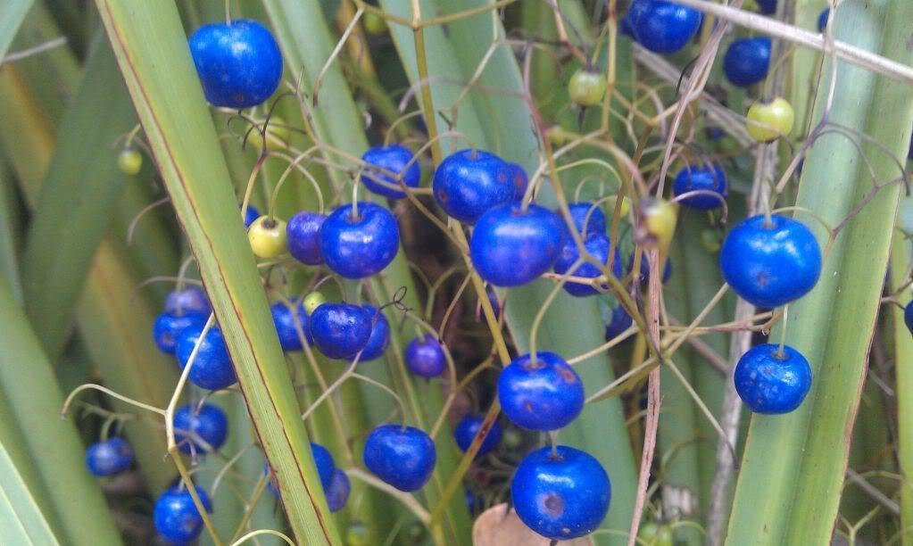 Super Blueberry Lily Seeds Pcs 5 Turquoise Plant Dianella Caerulea