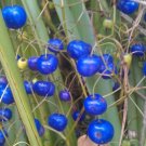 Super Blueberry Lily Seeds Pcs 5 Turquoise Plant Dianella Caerulea