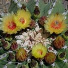 Super Chihuahuan Barrel Cactusrare Seeds Pcs 5 Of Biznaga Ferocactus Pottsii