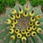 Super Chihuahuan Barrel Cactusrare Seeds Pcs 5 Of Biznaga Ferocactus Pottsii