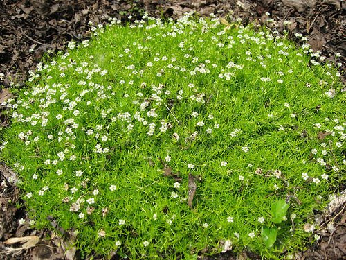 Super Sagina Subulata Seeds Pcs 60 Sagine Carpet Plant Irish Moss