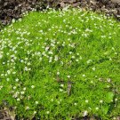 Super Sagina Subulata Seeds Pcs 60 Sagine Carpet Plant Irish Moss
