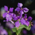 Super February Orchid Rare Seeds Pcs 25 Of Orychophragmus Violaceus