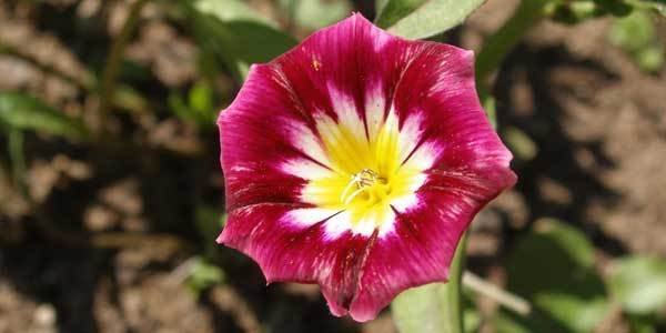 Super Convolvulus Tricolor Red Ensign Seeds Pcs 25 Belle De Jour Rouge