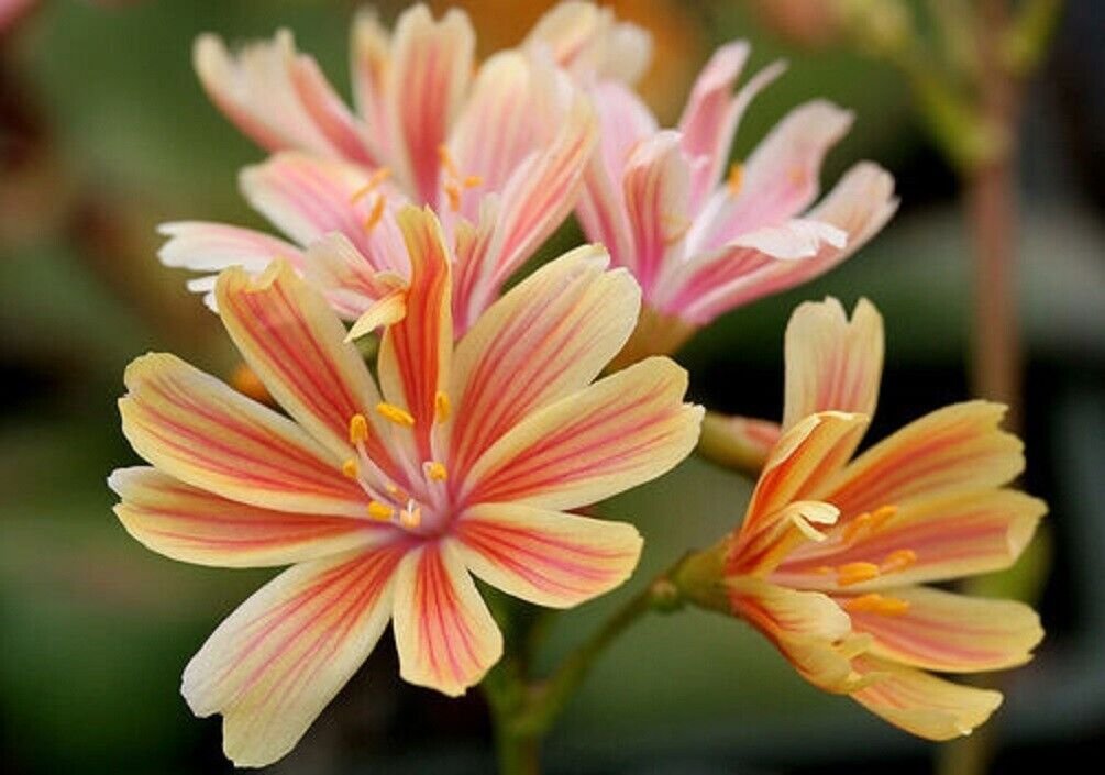 Super Sunset Strain Seeds Pcs 5 Lewisia Cotyledon Cliff Maids
