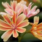 Super Sunset Strain Seeds Pcs 5 Lewisia Cotyledon Cliff Maids