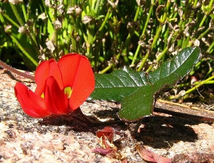 Super Red Creeperrare Seeds Pcs 8 Of Kennedia Excellent Fine