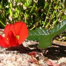 Super Red Creeperrare Seeds Pcs 8 Of Kennedia Excellent Fine