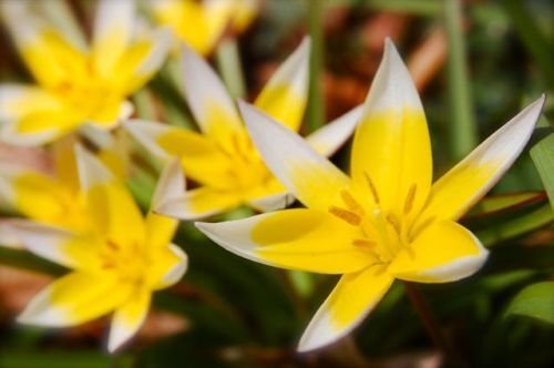 Super Tulip Seeds Pcs 12 Yellow Botanical Tulipa Tarda