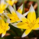 Super Tulip Seeds Pcs 12 Yellow Botanical Tulipa Tarda