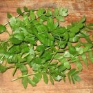 Super Aethionema Cordifolium Seeds Pcs 80 Lebanese Cress