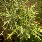 Super Euphorbia Stenoclada Seeds Pcs 3 De Samanta Silver Thicket