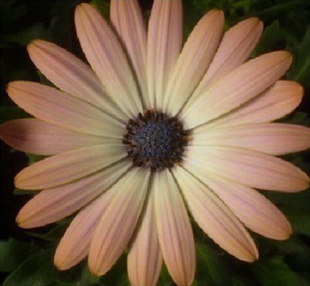 Super Dimorphotheca Sinuata Seeds Pcs 8 Salmon African Daisy
