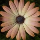 Super Dimorphotheca Sinuata Seeds Pcs 8 Salmon African Daisy