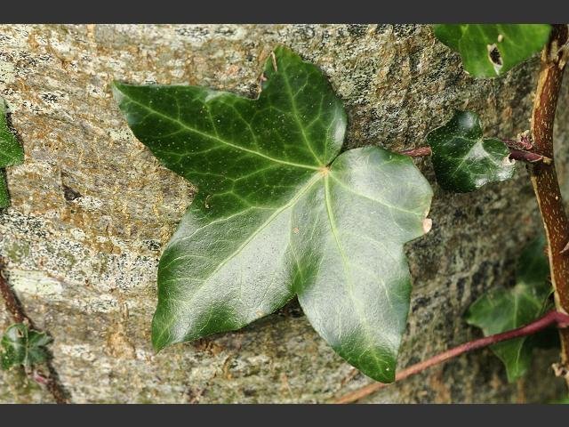 Super Irish Ivy Seeds Pcs 4 Hedera Hibernica