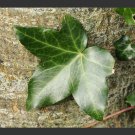 Super Irish Ivy Seeds Pcs 4 Hedera Hibernica