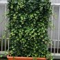 Super Irish Ivy Seeds Pcs 4 Hedera Hibernica