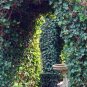 Super Irish Ivy Seeds Pcs 4 Hedera Hibernica