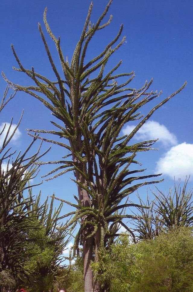 Super Madagascar Ocotillo Seeds Pcs 5 Octopus Tree Alluaudia Procera