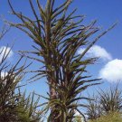 Super Madagascar Ocotillo Seeds Pcs 5 Octopus Tree Alluaudia Procera