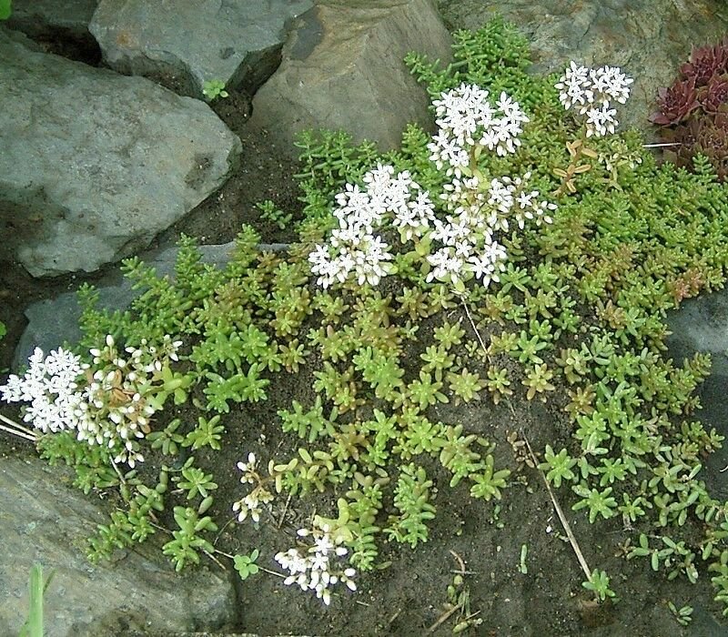 Super White Stonecrop Seeds Pcs 20 Of Orpin Blanc Sedum Album