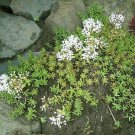 Super White Stonecrop Seeds Pcs 20 Of Orpin Blanc Sedum Album
