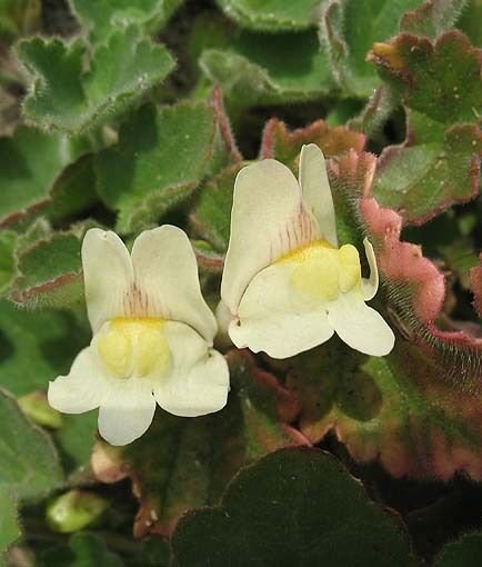 Super Creeping Snapdragon Seeds Pcs 6 Asarine Procumbens