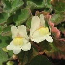 Super Creeping Snapdragon Seeds Pcs 6 Asarine Procumbens