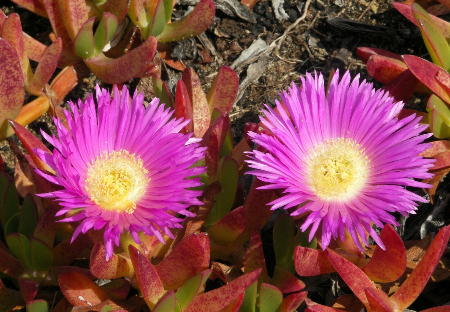 Super Highway Iceplant Seeds Pcs 8 Witchs Claw Carpobrotus Edulis