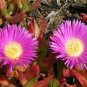 Super Highway Iceplant Seeds Pcs 8 Witchs Claw Carpobrotus Edulis