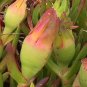 Super Highway Iceplant Seeds Pcs 8 Witchs Claw Carpobrotus Edulis