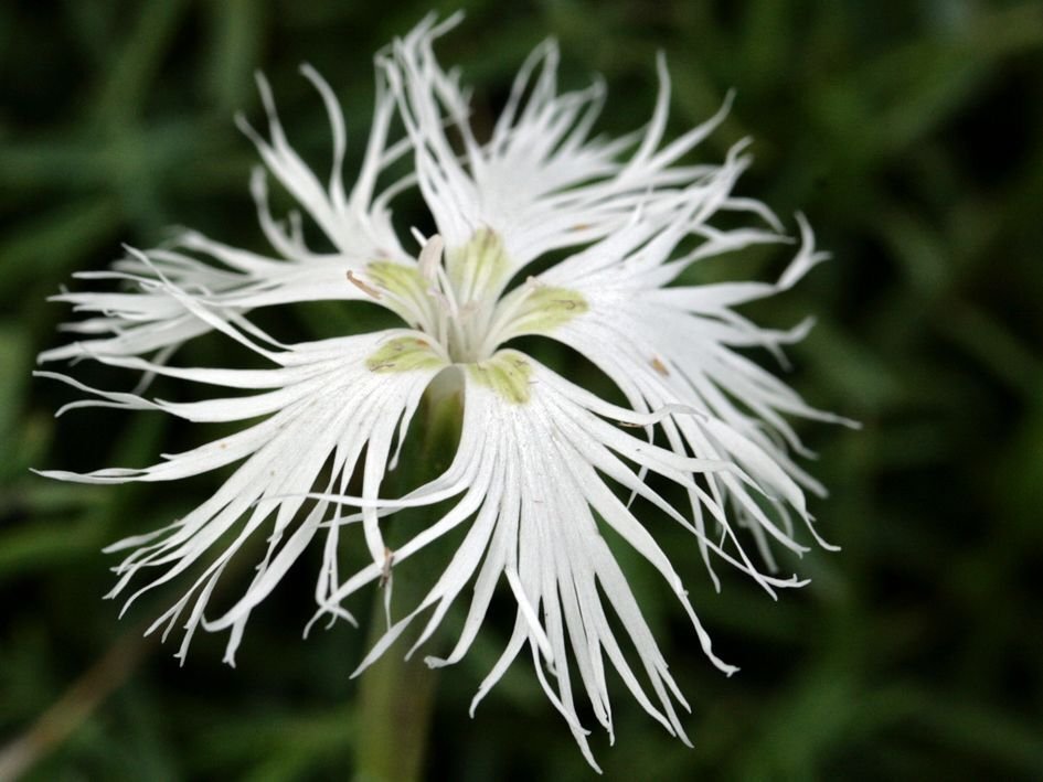 Super Sand Pink Seeds Pcs 20 Eyelet Dianthus Arenarius